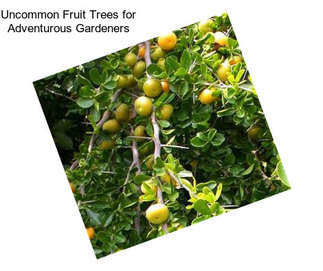 Uncommon Fruit Trees for Adventurous Gardeners