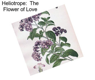 Heliotrope:  The Flower of Love