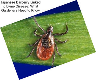 Japanese Barberry Linked to Lyme Disease: What Gardeners Need to Know