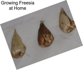 Growing Freesia at Home