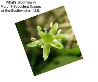 What\'s Blooming in March? Succulent flowers of the Southwestern U.S.