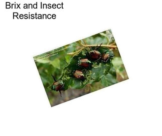 Brix and Insect Resistance