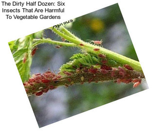 The Dirty Half Dozen: Six Insects That Are Harmful To Vegetable Gardens