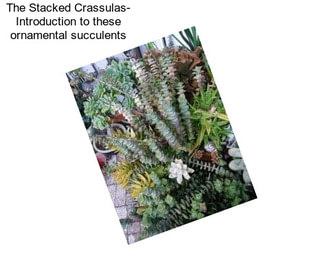 The Stacked Crassulas- Introduction to these ornamental succulents