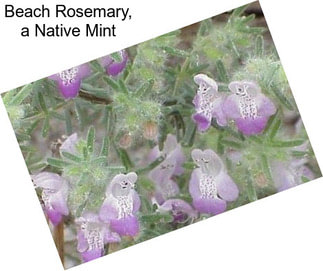 Beach Rosemary, a Native Mint