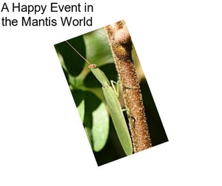A Happy Event in the Mantis World