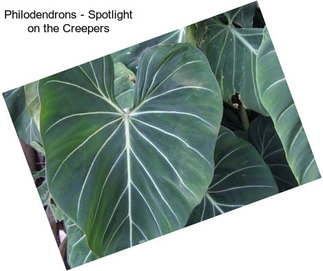 Philodendrons - Spotlight on the Creepers
