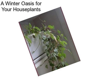 A Winter Oasis for Your Houseplants