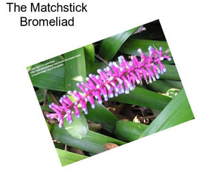 The Matchstick Bromeliad