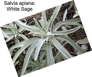 Salvia apiana: White Sage