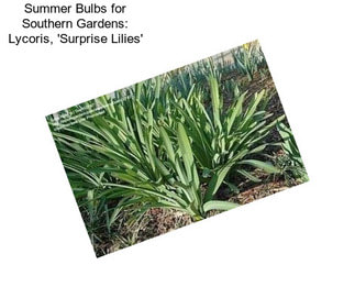 Summer Bulbs for Southern Gardens: Lycoris, \'Surprise Lilies\'