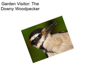 Garden Visitor: The Downy Woodpecker