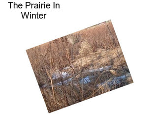 The Prairie In Winter