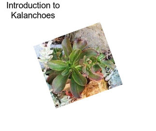 Introduction to Kalanchoes