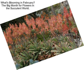 What\'s Blooming in February? The Big Month for Flowers in the Succulent World.