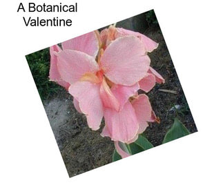 A Botanical Valentine