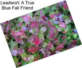 Leadwort: A True Blue Fall Friend