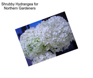 Shrubby Hydrangea for Northern Gardeners