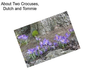 About Two Crocuses, Dutch and Tommie