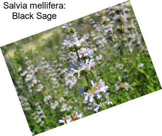 Salvia mellifera: Black Sage