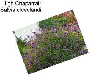 High Chaparral: Salvia clevelandii