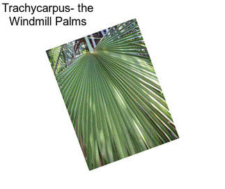 Trachycarpus- the Windmill Palms