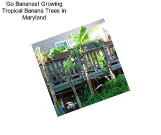 Go Bananas! Growing Tropical Banana Trees in Maryland