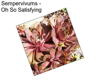 Sempervivums - Oh So Satisfying