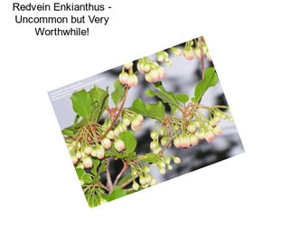 Redvein Enkianthus - Uncommon but Very Worthwhile!