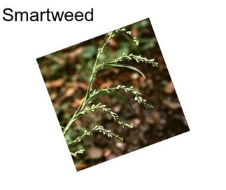 Smartweed