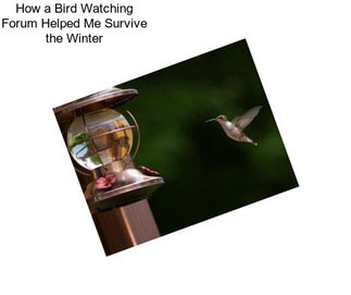 How a Bird Watching Forum Helped Me Survive the Winter