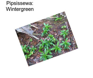Pipsissewa: Wintergreen