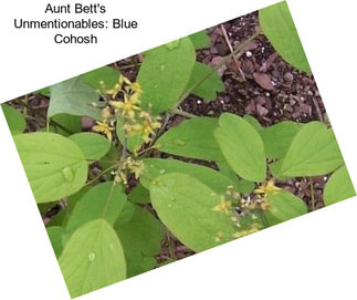 Aunt Bett\'s Unmentionables: Blue Cohosh