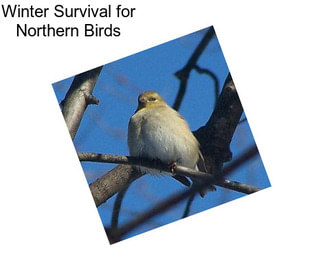Winter Survival for Northern Birds