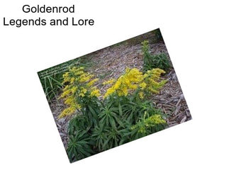 Goldenrod Legends and Lore