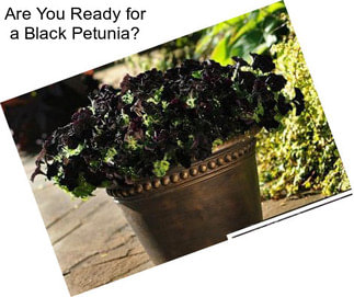 Are You Ready for a Black Petunia?