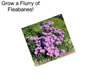 Grow a Flurry of Fleabanes!