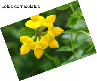 Lotus corniculatus