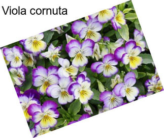 Viola cornuta