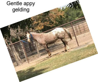 Gentle appy gelding