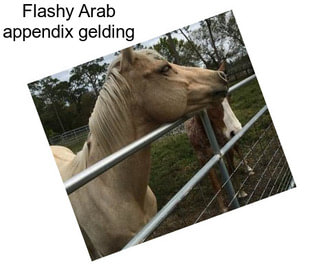 Flashy Arab appendix gelding