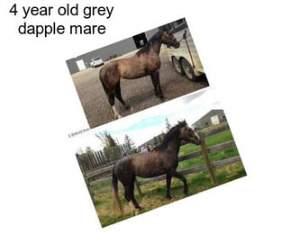 4 year old grey dapple mare