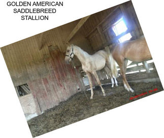 GOLDEN AMERICAN SADDLEBREED STALLION