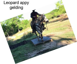 Leopard appy gelding