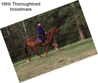 16hh Thoroughbred broodmare