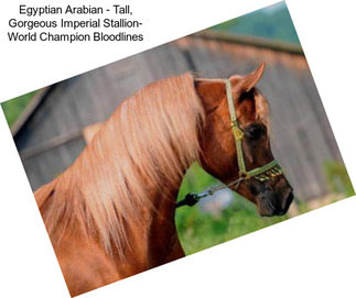 Egyptian Arabian - Tall, Gorgeous Imperial Stallion- World Champion Bloodlines