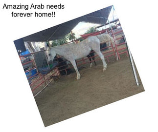 Amazing Arab needs forever home!!