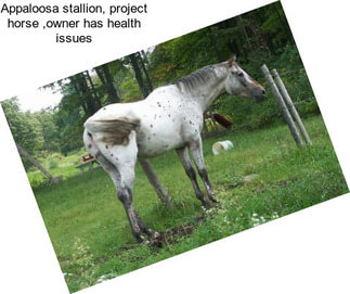 Appaloosa stallion, project horse ,owner has health issues