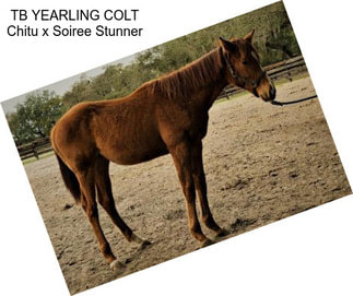 TB YEARLING COLT Chitu x Soiree Stunner