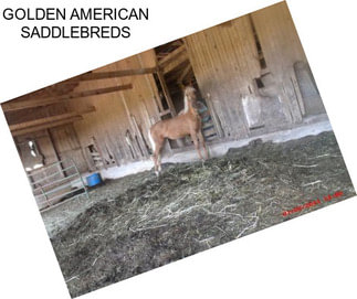 GOLDEN AMERICAN SADDLEBREDS